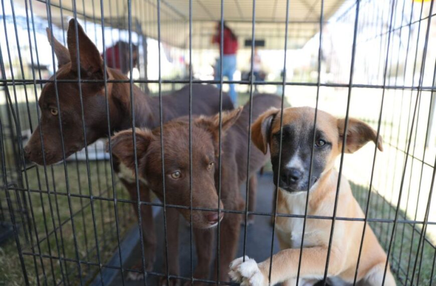 Responden ciudadanos a la sexta feria de adopción canina y felina del gobierno municipal