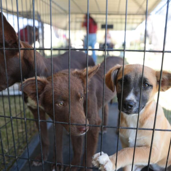 Este domingo se realizará una Feria Especial de Adopción de perros rescatados del maltrato