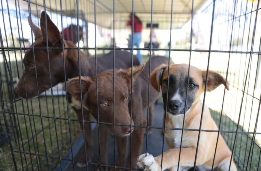 Este domingo se realizará una Feria Especial de Adopción de perros rescatados del maltrato