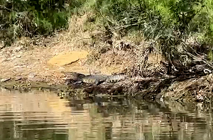 Capturan a uno de los dos cocodrilos que descubrieron en el arroyo El Coyote