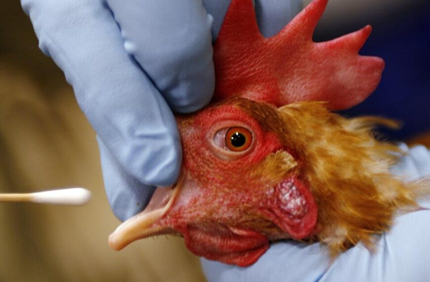 Una pandemia de gripe aviar podría ser 100 veces peor que la de Covid, advierten expertos