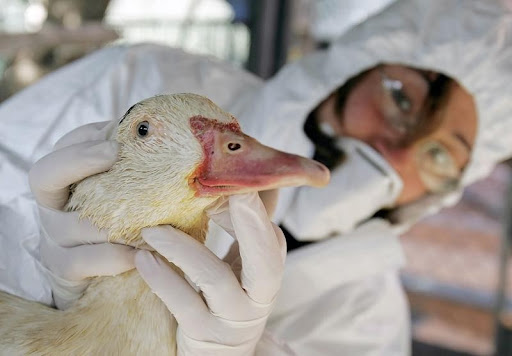 Aumentan los casos de gripe aviar en Texas; culpan a la migración de patos