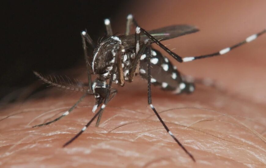 Agrega Tamaulipas un caso de dengue por día al pasar de 57 a 87 entre abril y mayo