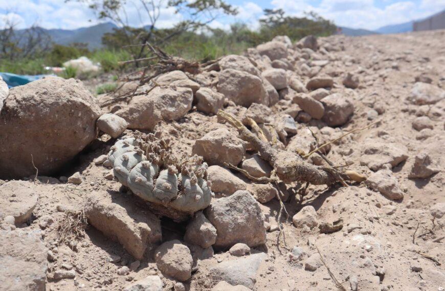 Destruyen plantas de peyote (especie protegida) en Arteaga,…