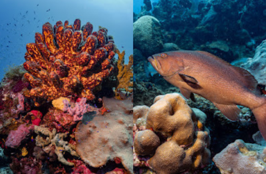 Arrecifes de coral frente a costas de Campeche se encuentran sanos: investigadores