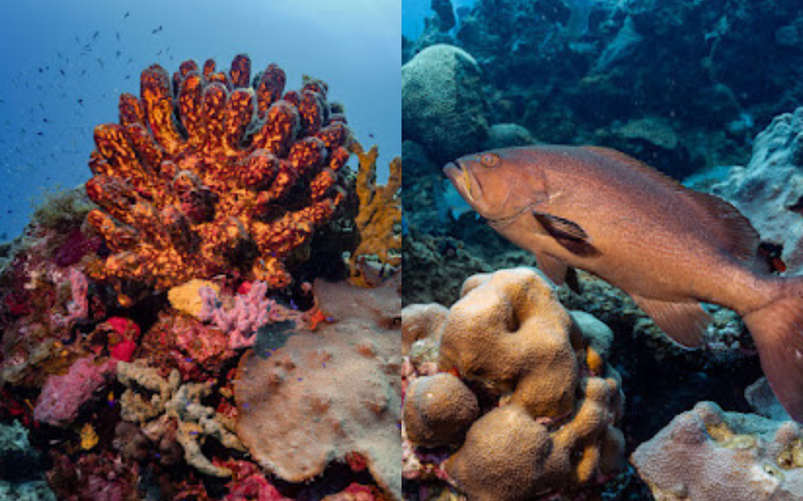 Arrecifes de coral frente a costas de Campeche se…