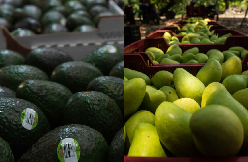 Suspensión de exportaciones de aguacate y mango a EU se resuelve este lunes, dice AMLO