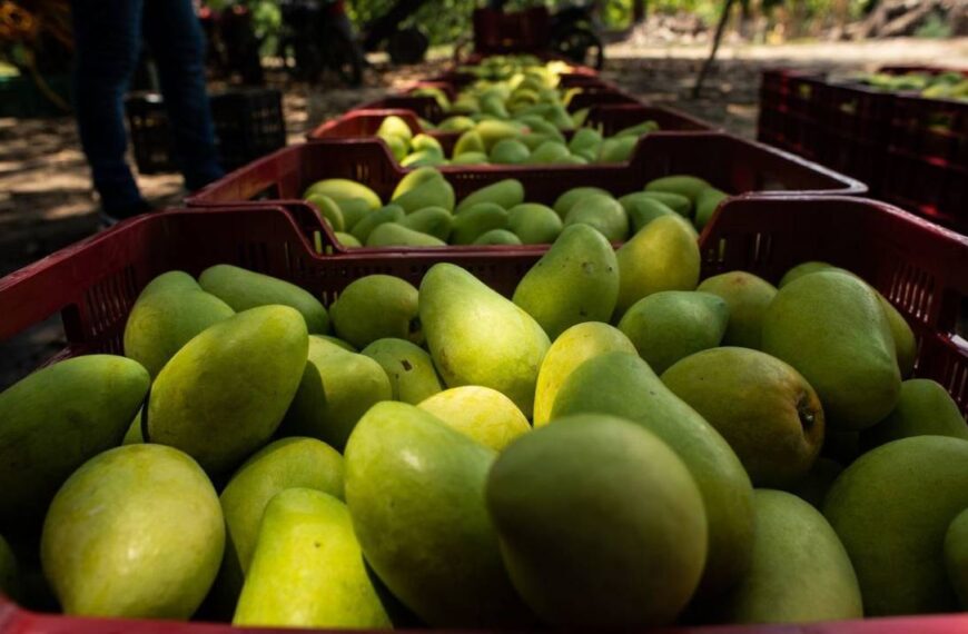 La fascinante historia del mango: de la India al puerto de México