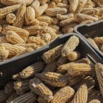 Amaranto y maíz nativo, ¿alivio ante la sequía en el campo?