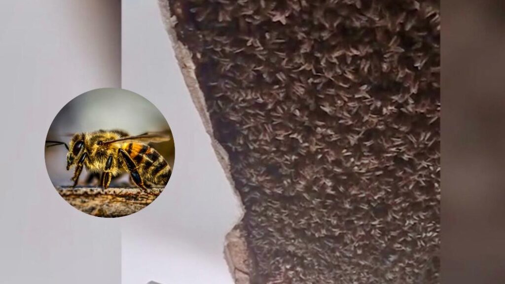 ¡Enorme colmena! Descubren colonia de abejas en el techo de una casa en Escocia (VIDEO)