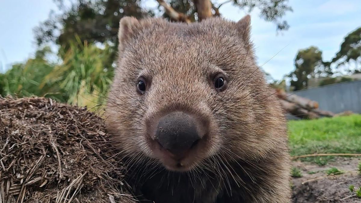 Se busca paseador de wombats: Australia necesita ayuda para cuidar a sus habitantes más adorables