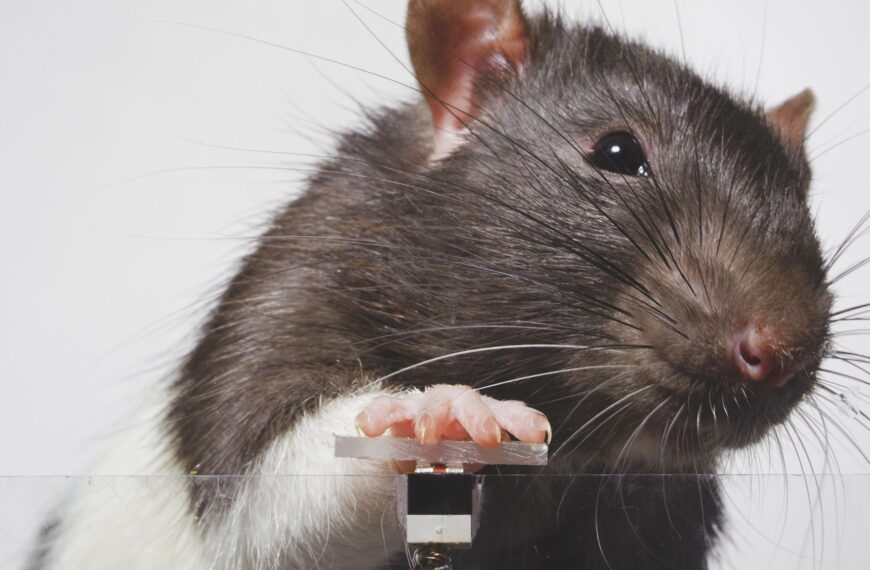 “¡Digan ‘cheese!'”: a las ratas también les gusta hacerse selfies