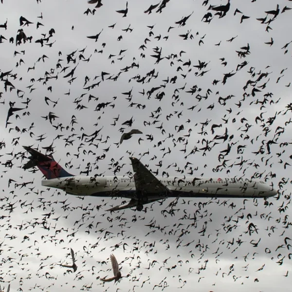 ¿Qué ocurre cuando un avión choca con un pájaro?