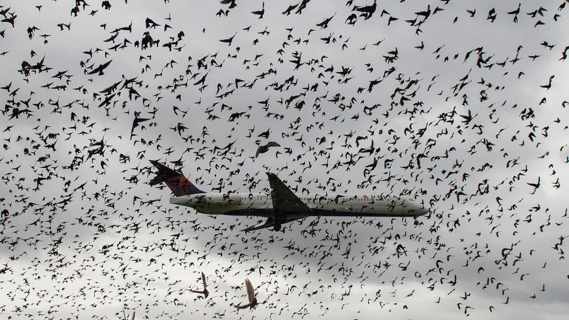 ¿Qué ocurre cuando un avión choca con un pájaro?
