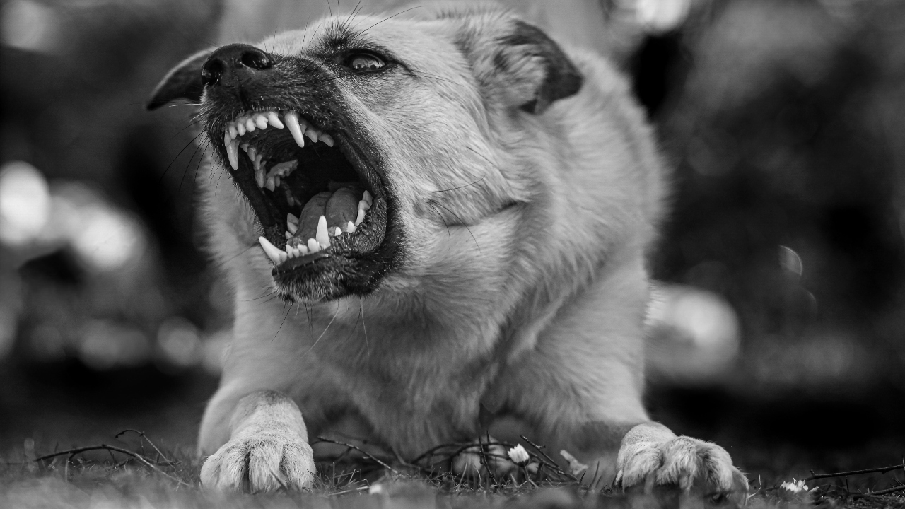 70 mil ataques de perros al año en México: ¿Por qué…