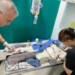 Realiza COMUSA importante labor de esterilización y…