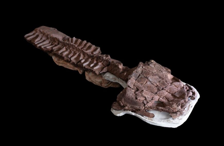 Una antigua criatura de los pantanos con cabeza en forma de asiento de inodoro fue un gran depredador antes de los dinosaurios