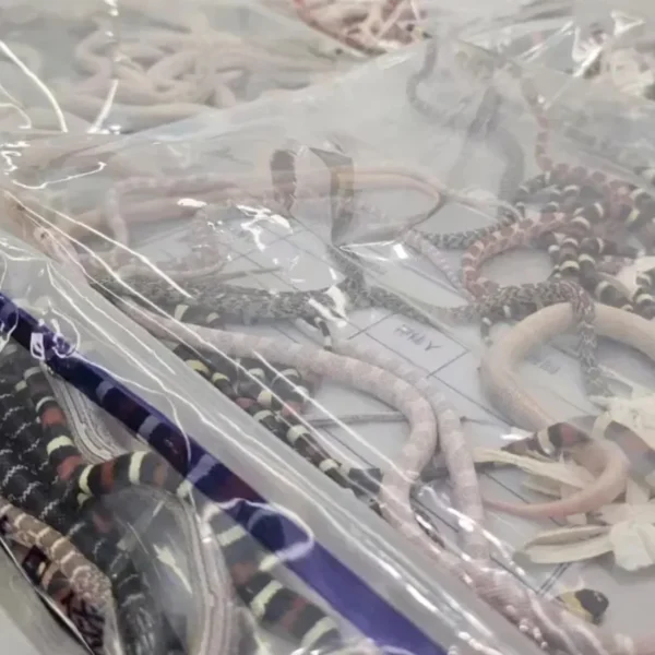 Detienen en una aduana a un hombre que llevaba más de 100 serpientes vivas en los pantalones