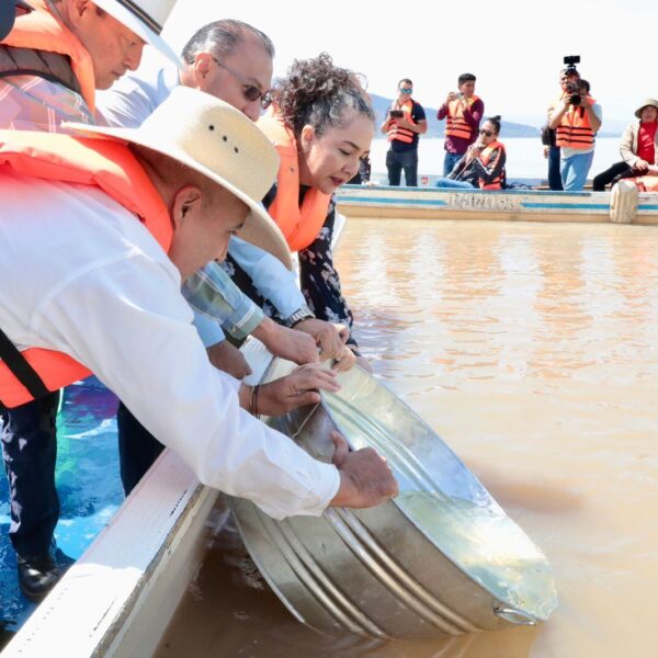 Alfredo Ramírez Bedolla: Michoacán inició la siembra de pescado blanco en el lago de Pátzcuaro
