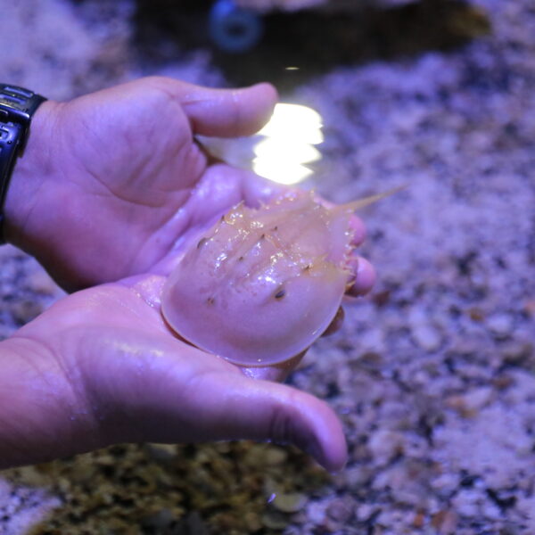 Tiene el Acuario de Nuevo Laredo nuevas especies en exhibición