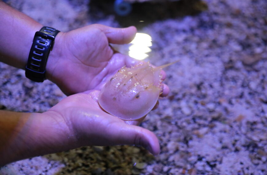 Tiene el Acuario de Nuevo Laredo nuevas especies en exhibición