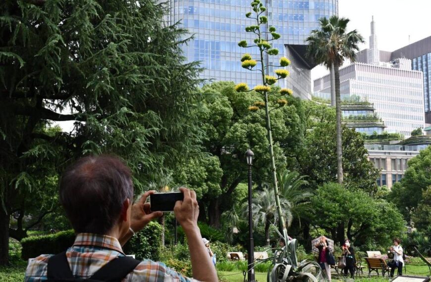 Agave mexicano florece en Tokio por primera vez en un siglo y sorprende a los habitantes