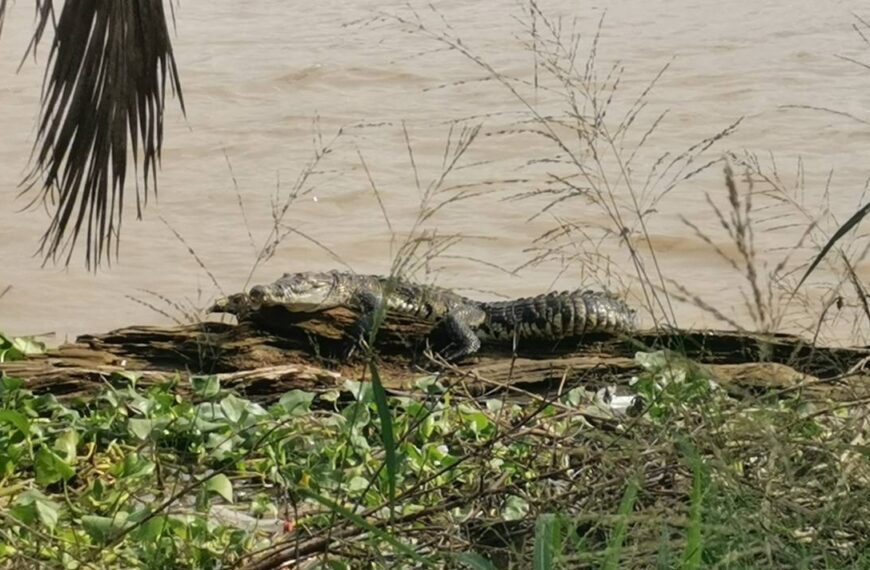 Avistan otro cocodrilo en el río Pánuco la mañana de este miércoles