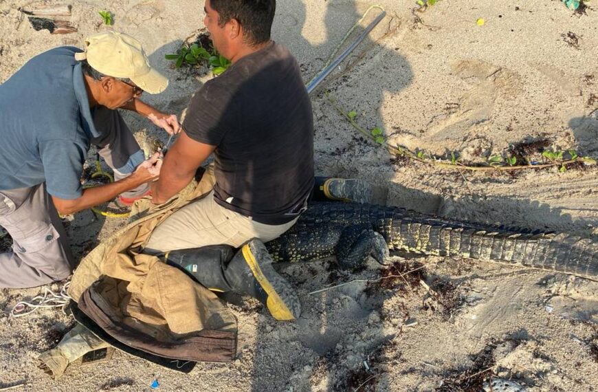 ¡Por fin! Capturan a uno de dos cocodrilos en playa Miramar