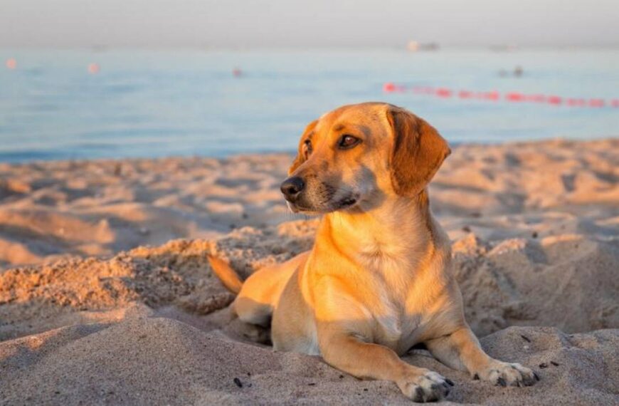 Cómo evitar un golpe de calor en la playa si vas con tu perro