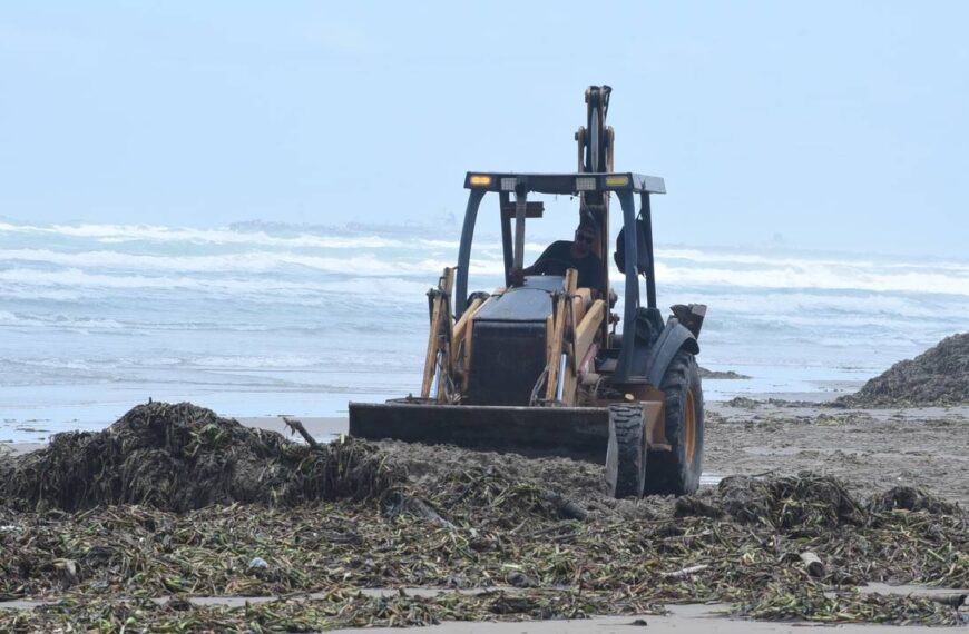 Lirio acuático invade Playa Miramar: retiran más de 450 toneladas previo a vacaciones de verano
