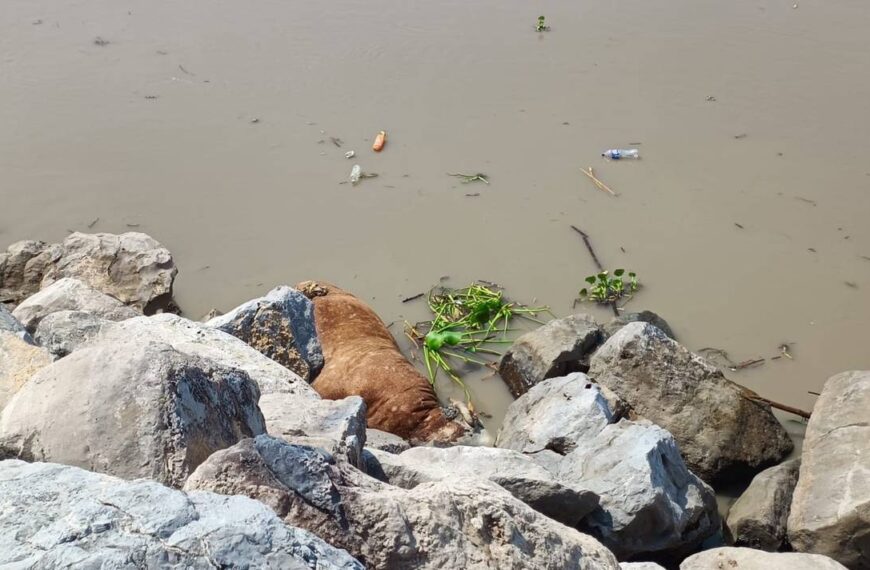 Además de palizada, río Pánuco arrastra vacas muertas a playa Miramar en Ciudad Madero