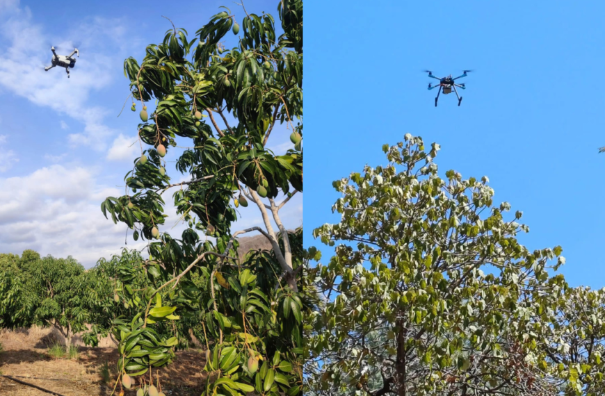 Buscan reducir la escasez de mano de obra en la industria frutícola con uso de drones