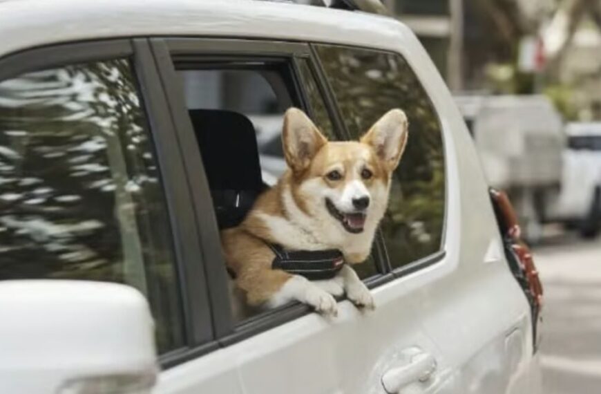 Uber Pet: Como reservar un viaje para tu mascota paso a paso