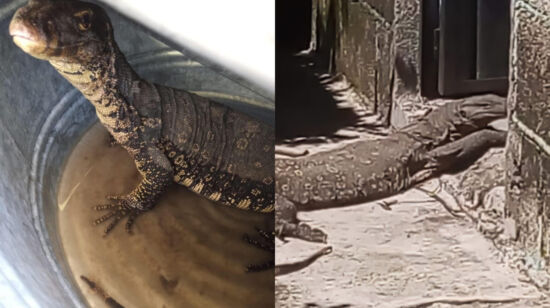 Rescatan a un lagarto exótico de 10 kilos en Tlaxcala