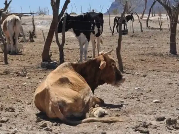 No fue alarmante la muerte De ganado por sequía: UGRT.