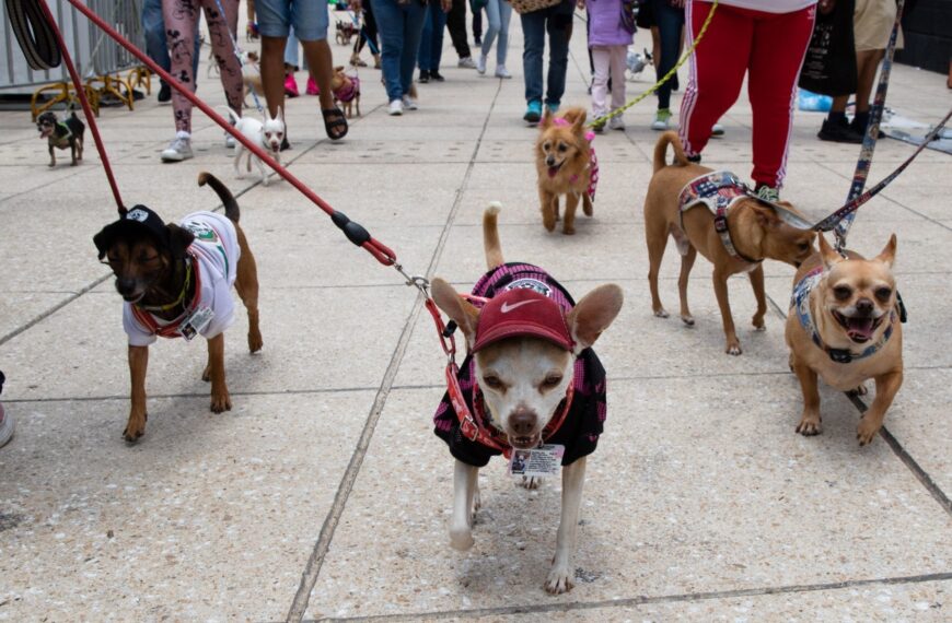Perritos se manifiestan en Polanco; sus dueños quieren que abran un parque para mascotas