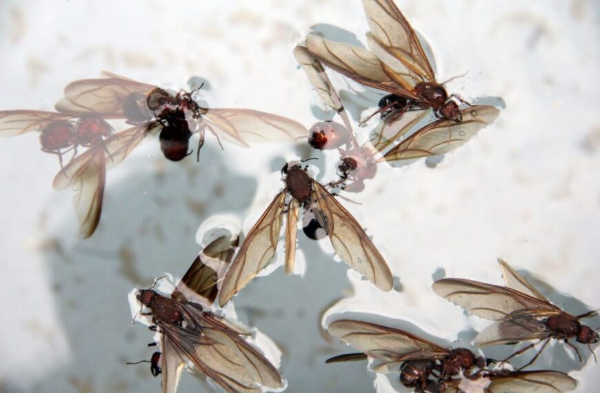 Si vuela a la cazuela: Así se consume el insecto nucú en Chiapas