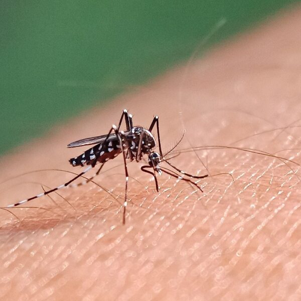El dengue ‘se adueña’ de Guerrero: Ya suman 9 muertes y 4 mil 48 casos probables