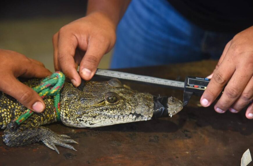 Bomberos de Tampico capturan a 8 cocodrilos en menos de 24 horas; esto es lo que pasará con ellos