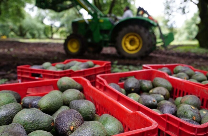 Aguacate hace ‘brillar’ a México: Es líder en exportaciones de la fruta más vendida en el mundo