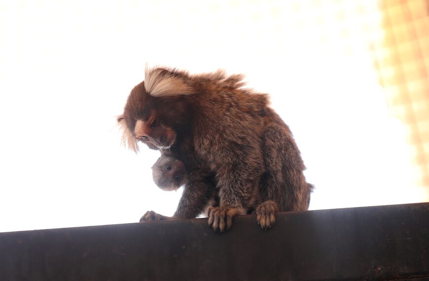 Crece la familia del Zoológico de Nuevo…
