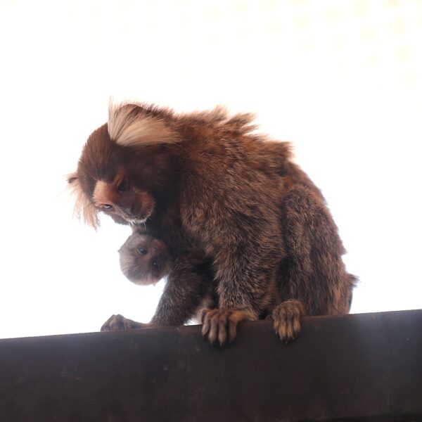 Crece la familia del Zoológico de Nuevo Laredo; nacen dos monos titís orejas de algodón