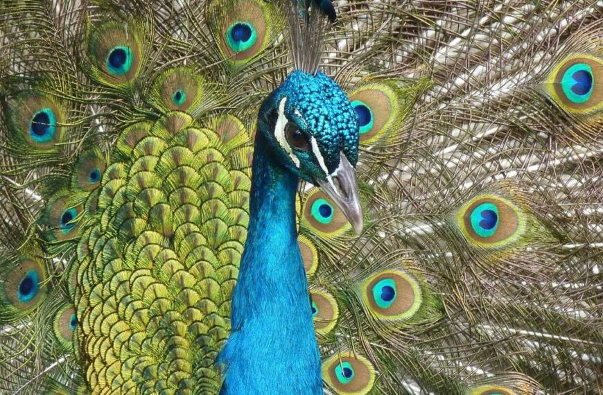 Científicos descubren que todas las aves coloridas podrían venir de un mismo ancestro iridiscente