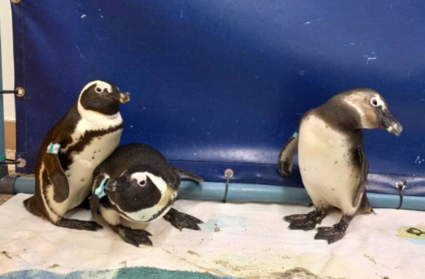 Especie de pingüino se salvó de extinguirse gracias a un baño: 23 mil estuvieron a punto de morir