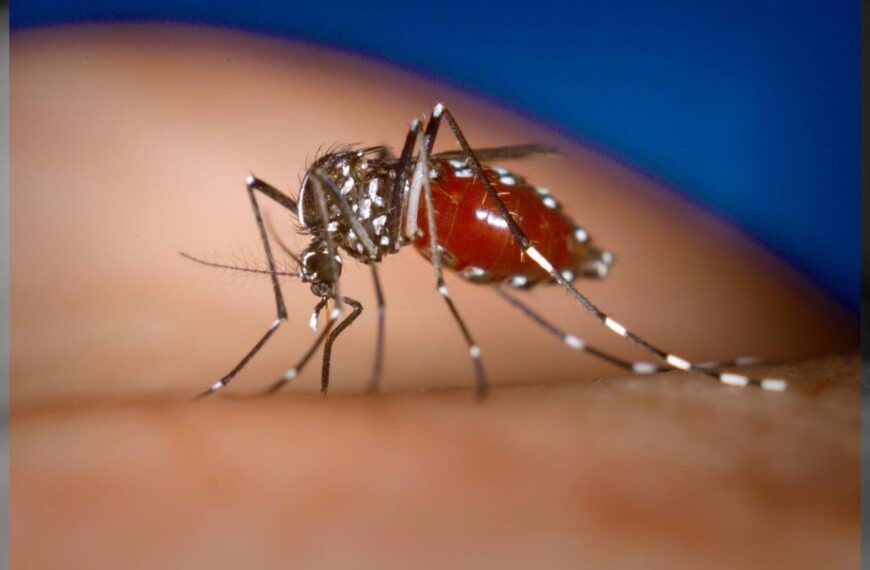 Dengue en México: Casos y muertes al 22 de julio 2024