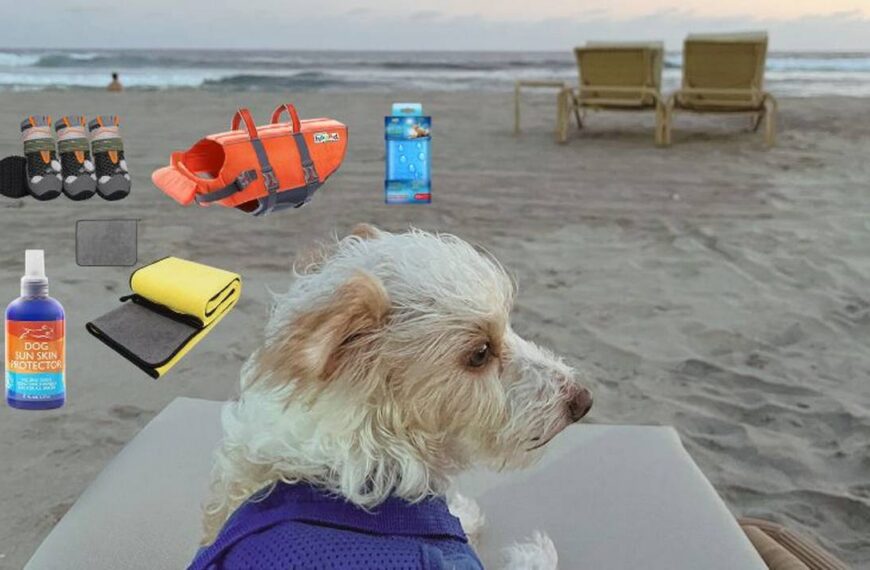 Vacaciones en la playa con todo y perrito, ¿qué necesitas llevar?