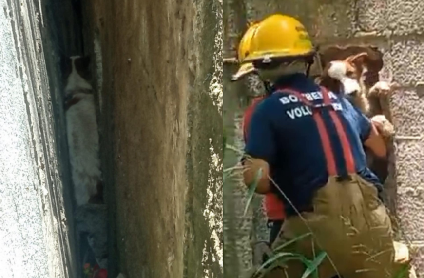 Bomberos rescatan a perrita atrapada en una barda, sucedió en Altamira