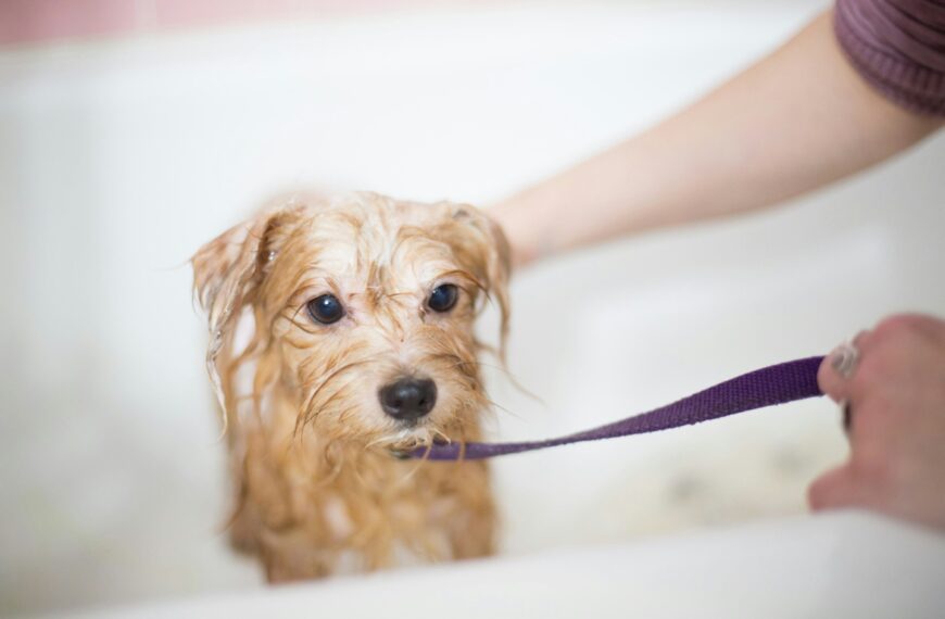 ¿Es bueno bañar a un perro en época de lluvias? 5 consejos para hacerlo correctamente