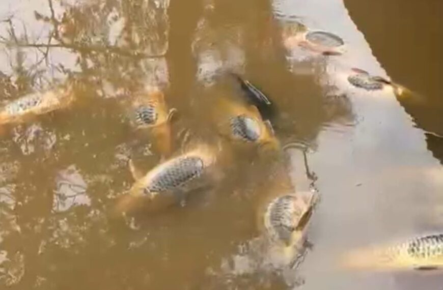 Río Yaqui: Mortandad de peces en Sonora podría ser por golpe de calor y falta de oxigenación