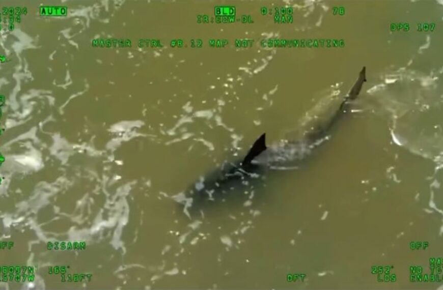 Tiburón muerde a dos personas frente a una isla de Texas mientras los bañistas celebraban el 4 de julio